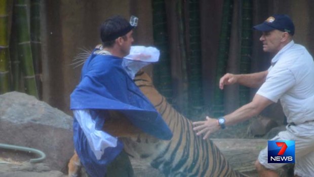 The tiger launches itself at its handler in front of terrified onlookers at Australia Zoo.