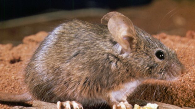 The WA Government wants to obliterate the house mouse from our islands.