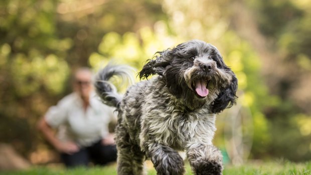 Five-year-old Bailey, a cocker spaniel-shih tzu cross, no longer suffers separation anxiety.