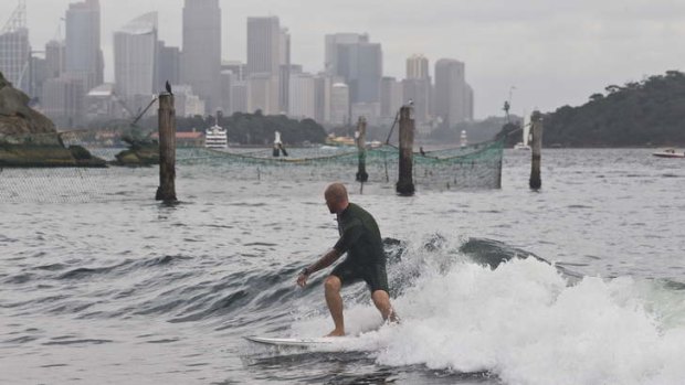 Unusual sight: A lone surfer catches a wave in the harbour's Shark Bay.