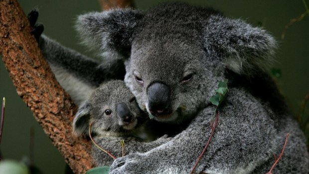 Environmentalists say trees that will support a zipline planned for a national park are koala habitats.