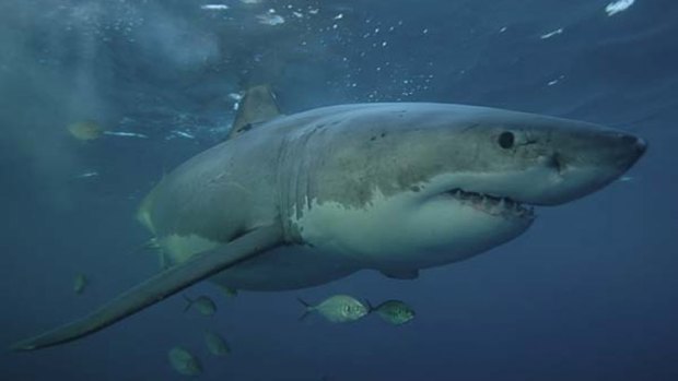 A five-meter great white has caused Albany's Middleton Beach to be closed.