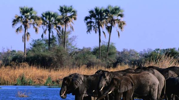 Delta shuffle ... an elephant herd takes a drink in the Okavango Delta.