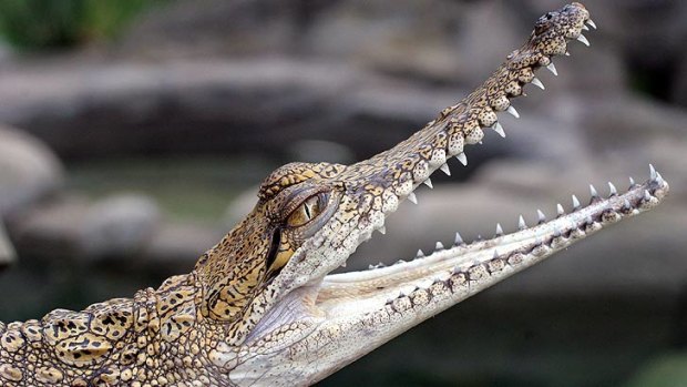 Baby freshwater crocodiles were thrown into a Mount Isa pool as a prank.