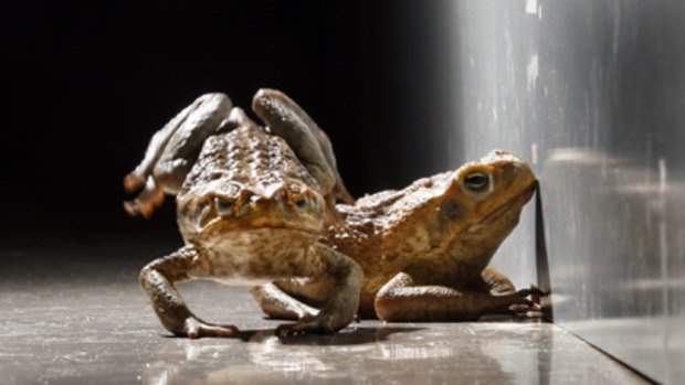 Unstoppable pest ... cane toads.