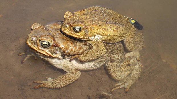 Cane toads are among the world's most successful invasive species.
