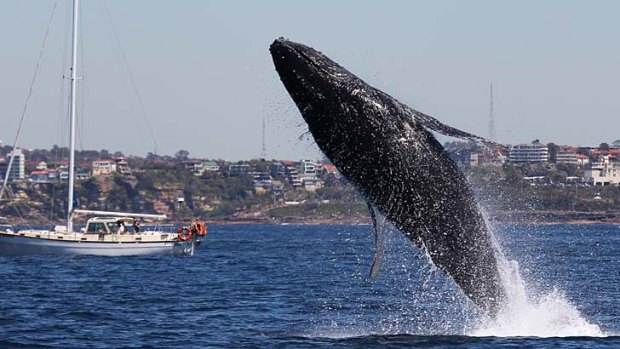 A humpback whale breaches off Manly today.