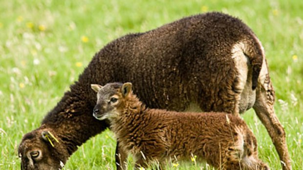 Soay Sheep on St Kilda Archipelago near Scotland are getting smaller.