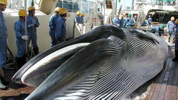 Japan is seeking to return to full-scale commercial whaling.