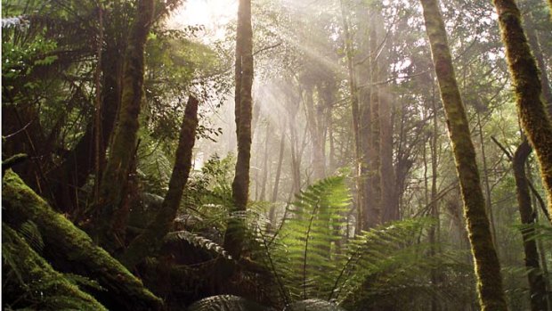 Tasmania's Tarkine Forest.