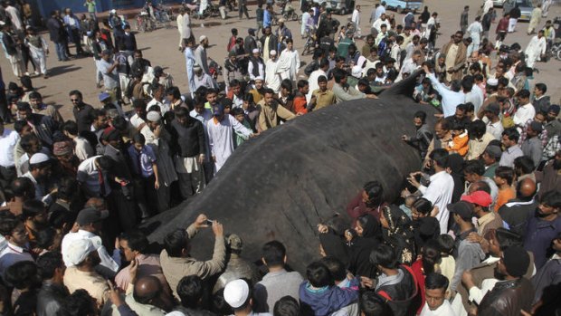 Big attraction ... visitors surround the carcass of whale shark in Karachi.