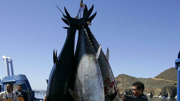 Mexican workers harvest bluefin tuna from tuna pens near Ensenada. New research has found increased levels of radiation in Pacific bluefin tuna caught off the coast of southern California.