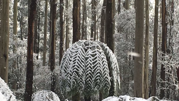 Snow at Lorne on Friday.