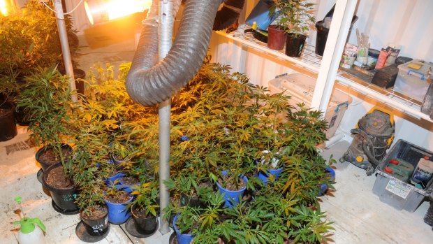 Some of the cannabis plants allegedly discovered at the property.