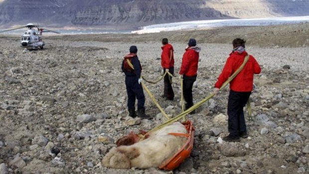 Authorities remove the polar bear's carcass following the attack.