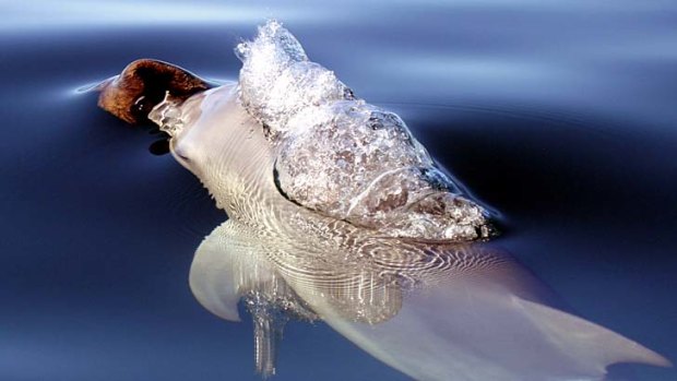 Rituals stand the test of time ... young female dolphins learned to carry sponges on their nose from their mothers.