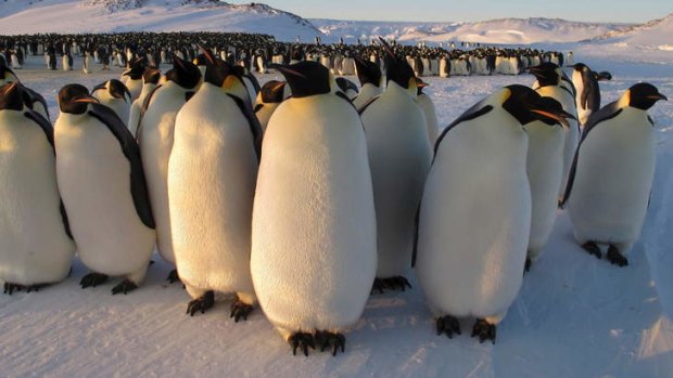 Spectacular: Robotic cameras capture incredible footage in  <i>Penguins: Spy In The Huddle</i>.