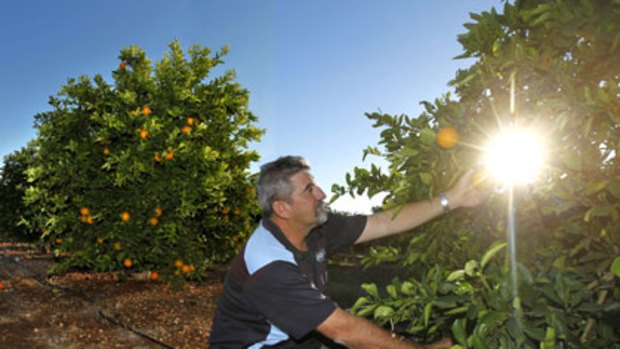‘‘They’re going to kill the town’’ ... Jim Minato checks his oranges on his property near Griffith. He supports water buybacks but worries about the effect the basin plan will have on the region.