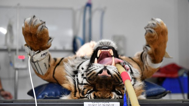 14-year-old Sumatran tiger Binjai positioned on the X-ray table at Melbourne Zoo.