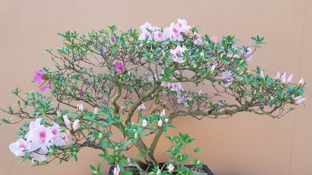 Even the bonsai at the Botanical Gardens knew the season had changed