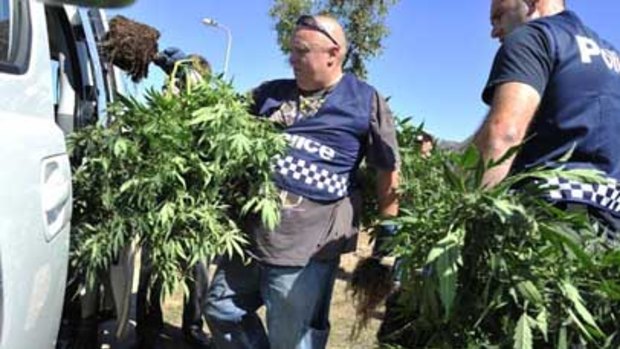 Police remove cannabis plants from a property in Wyndham Vale.