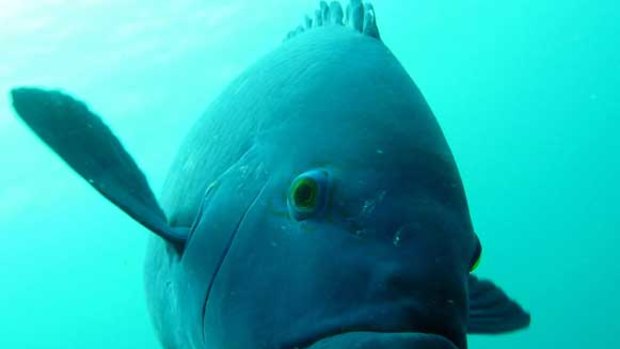 Sightings of blue groper (which grow to a metre) in Victorian waters have experts hoping numbers of the fish are on the rise.