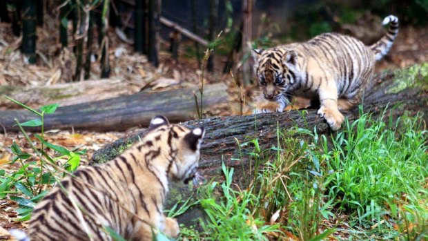Sumantran tiger cubs, among three born at Taronga Zoo in August, come out to play.