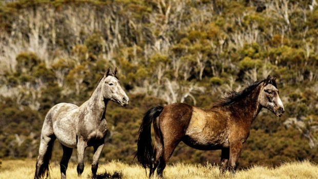 Brumbies in the Snowy Mountains.