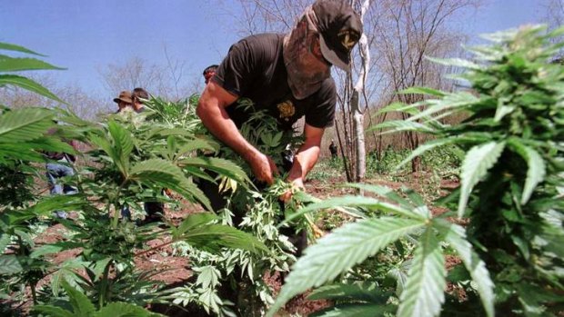 Police uproot marijuana plants on a clandestine plantation in Mexico.