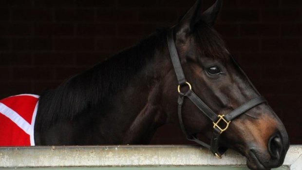Silent Achiever in his stable on Tuesday after the release of weights for the 2014 Emirates Melbourne Cup was announced at Flemington.