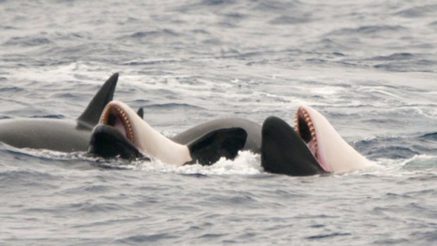 A pod of killer whales frolics off the Bremer Bay coast.