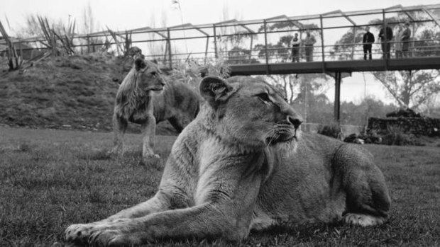 Lions at Melbourne Zoo in 1967.