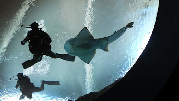 Water world: Singapore's Marine Life Park.