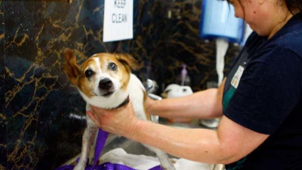 Safe hands ... a Jack Russell terrier is bathed at the Carlton home.