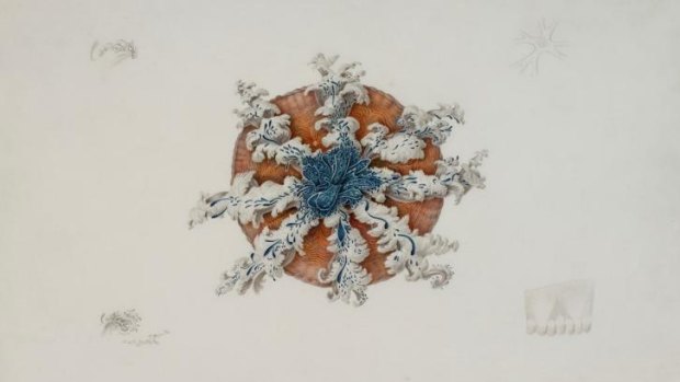 Charles-Alexandre Lesueur's Cassiopea forskalea (1804).