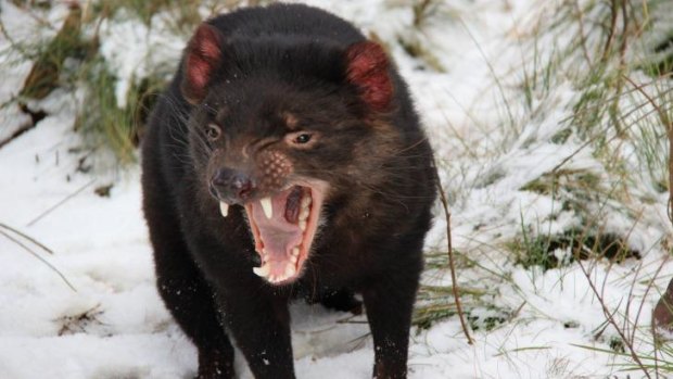 Low genetic diversity: A facial tumour disease has caused about an 80 per cent decline in the population of tasmanian devils. 
