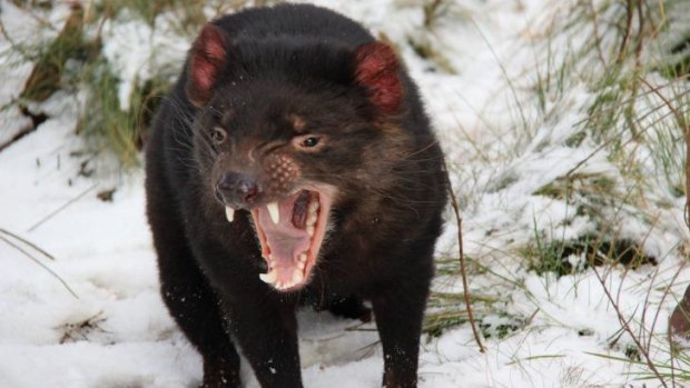 Tasmanian devils hit by climate change before facial tumour devastation