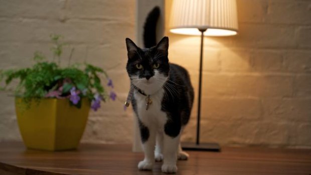 In black and white: Molly, the cat whose disappearance stirred up a neighbourhood.