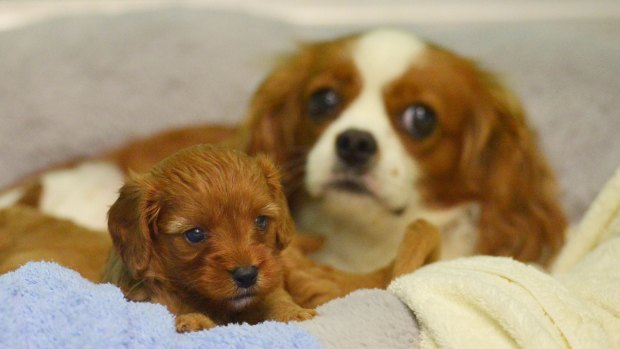 Saved: A fearful king charles spaniel and her puppies have been cleaned up after being rescued from an alleged puppy factory. 