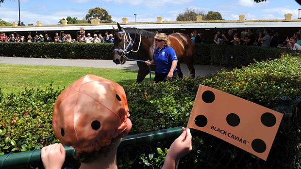 On parade: Black Caviar in the ring.