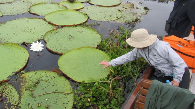Giant water lilies on the river.