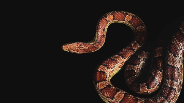 National Zoo and Aquarium Kernel, American Corn Snake, Pantherophis guttatus Photo by Rohan Thomson Please contact The Canberra Times - Scott Hannaford or Karleen Minney before use. 62802211