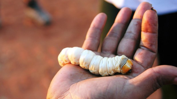 The big picture ... up close with a witchetty grub on Jungala's tour.