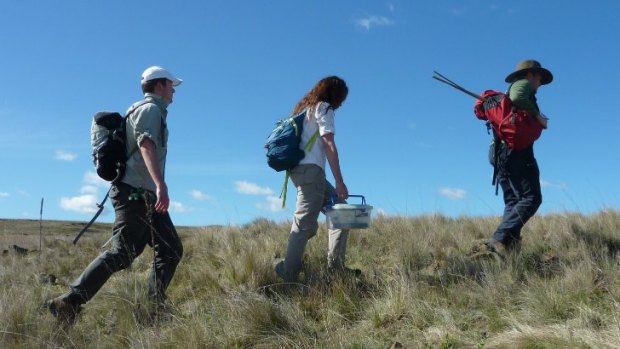 Tim McGrath, Emma Carlson and Matt Young head off into the Monaro grasslands for a spot of dragon hunting