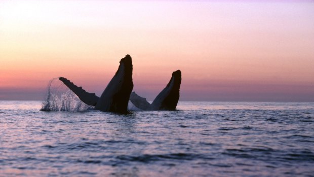 Humpback whales double breaching, Platypus Bay, Fraser Island.