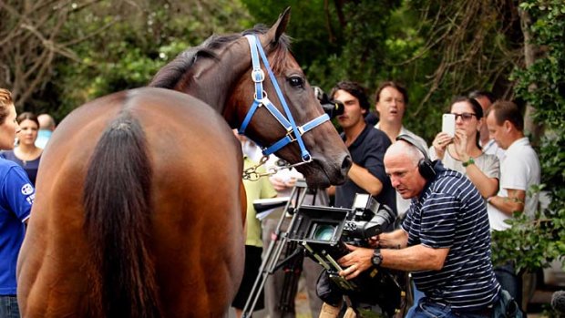 Black Caviar is shown off to the media at Caulfield on Wednesday.