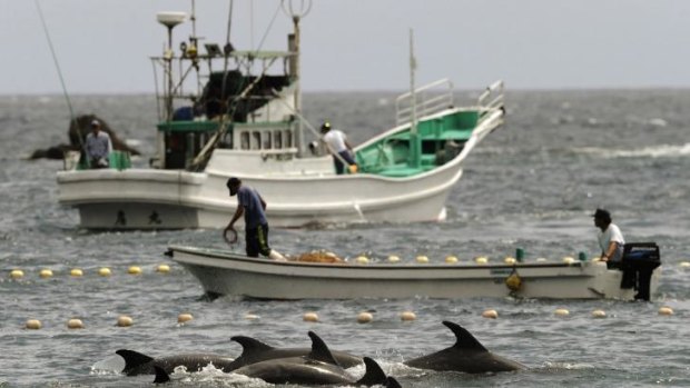 Herded to the slaughter: Dolphins being rounded up by Japanese fishermen in Taiji. The killings have been condemned by US Ambassador to Japan Caroline Kennedy.