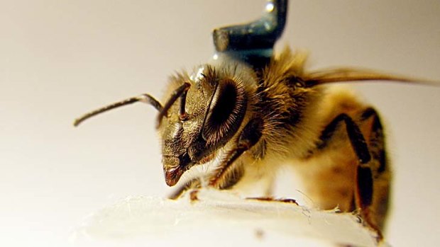 A tethered honey bee does its bit for science.