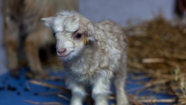 Noori, the cashmere goat clone, could help Kashmiri families.