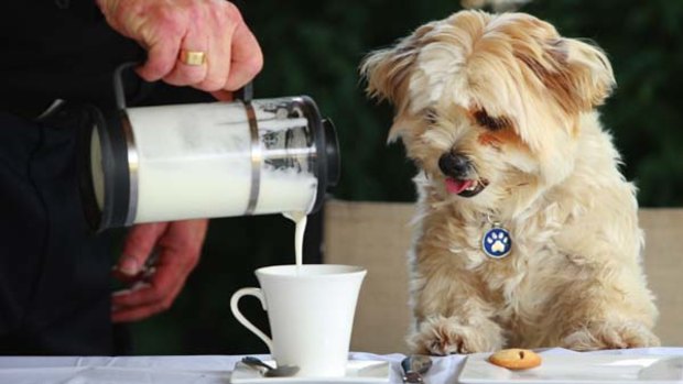 Dogs do not belong anywhere near cafes.